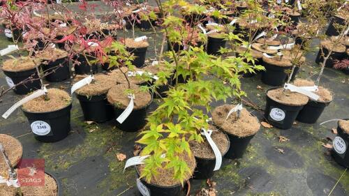 3 ACER PALMATUM 'SAGARA NISHIKI' TREES