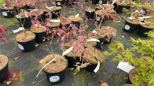 6 ACER PALMATUM SHIRAZ TREES