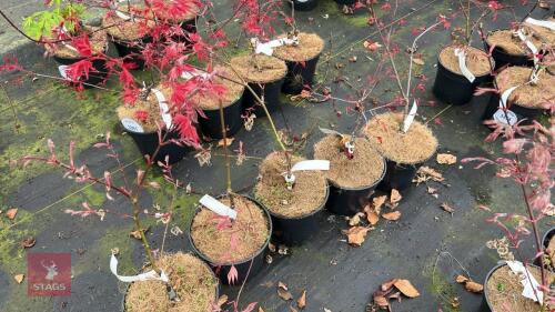 5 ACER PALMATUM SHIRAZ TREES