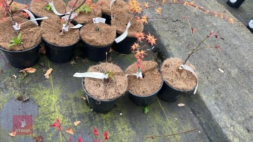 3 ACER PALMATUM DISECTUM GOSHIKISHIDARE