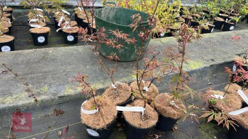 5 ACER PALMATUM 'DOORMANSLAND'