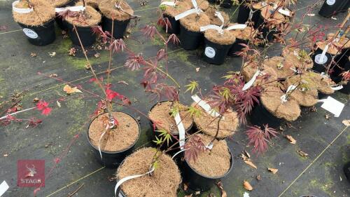 5 ACER PALMATUM 'DOORMANSLAND'