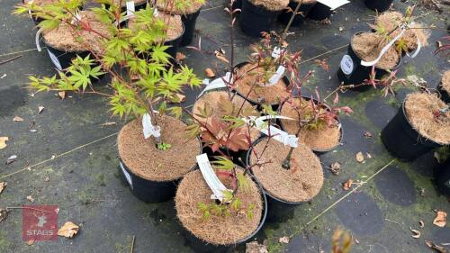 6 MIXED ACER TREES