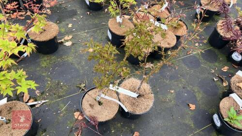 2 ACER PALMATUM 'OKUSHIMO' TREES