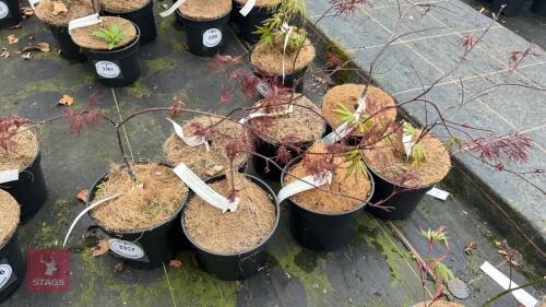 7 ACER PALMATUM 'RED FILLIGREE LACE'