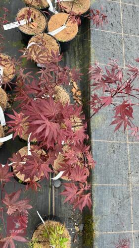 5 ACER PALMATUM 'O-KAGAMI' TREES