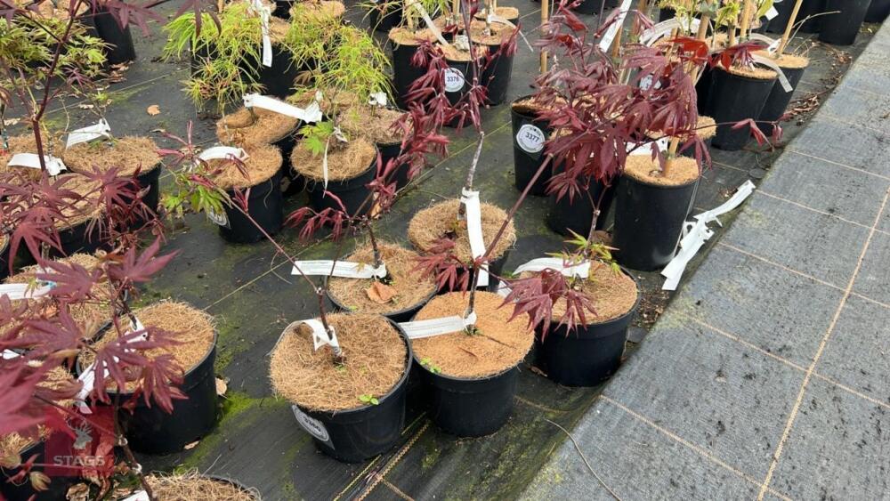 5 ACER PALMATUM 'O-KAGAMI' TREES