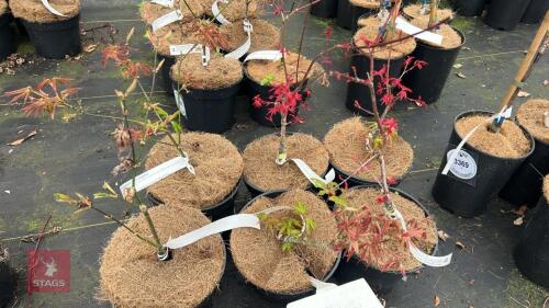 6 ACER PALMATUM 'BENI-KAGAMI'