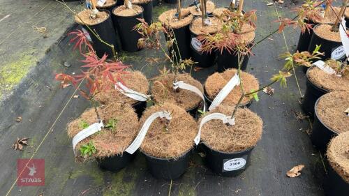 6 MIXED ACER PALMATUM TREES