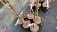 6 WISTERIA X FORMOSA 'BLACK DRAGON' - 3