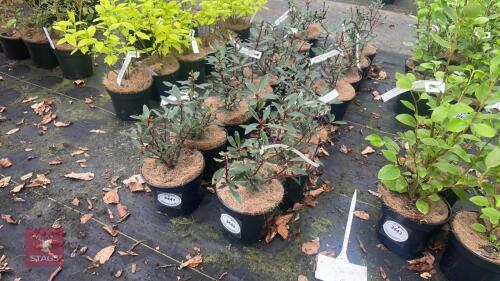 8 DRIMYS LANCEOLATA SHRUBS