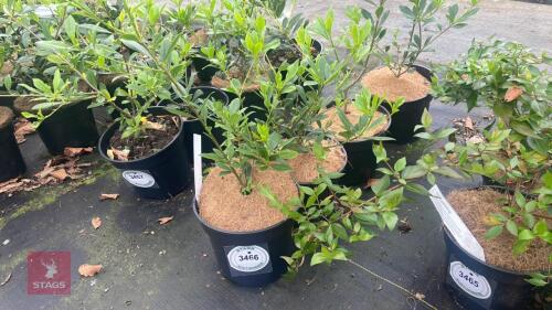 4 PITTOSPORUM HETEROPHYLLUM SHRUBS