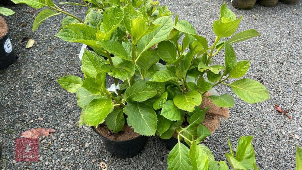 2 HYDRANGEA 'ETOILE VOILETTE'