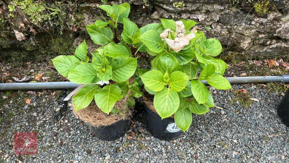 2 HYDRANGEA MACROPHYLLA