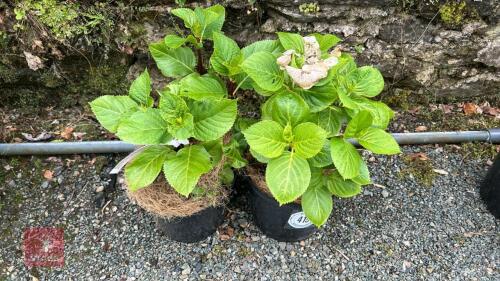 2 HYDRANGEA MACROPHYLLA