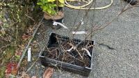 5 RHAMNUS CATHARTICA SHRUBS/TREES