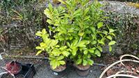 2 PRUNUS LAUROCERASUS SHRUBS