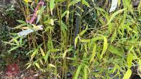 2 BAMBOO (PHYLLOSTACHYS AUREA) - 3