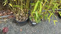 2 BAMBOO (PHYLLOSTACHYS AUREA) - 4