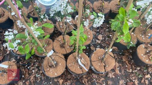 3 MALUS 'PINK GLOW' APPLE TREES