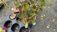 1 FEIJOA SELLOWIANA EVERGREEN SHRUB - 2