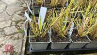 12 PENNISETUM 'RED HEAD' PLANTS - 2