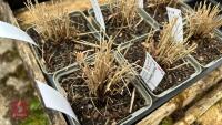 6 PANICUM CHEYENNE - SKY GRASS PLANT - 2