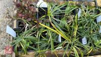 9 OPHIOPOGON PLANISCAPUS PLANTS - 2