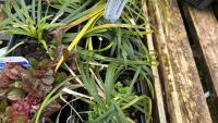 9 OPHIOPOGON PLANISCAPUS PLANTS - 4