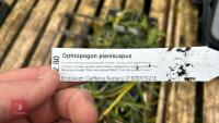 9 OPHIOPOGON PLANISCAPUS PLANTS - 5