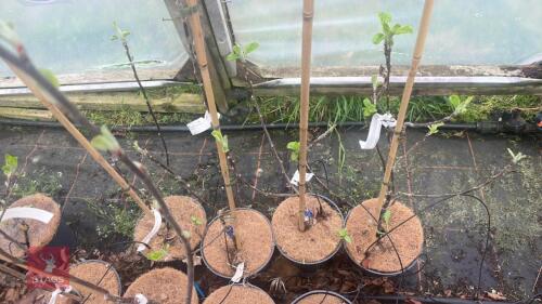 4 MALUS GARDENERS GOLD APPLE TREE