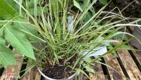 5 MIXED PLANTS & GRASSES - 2