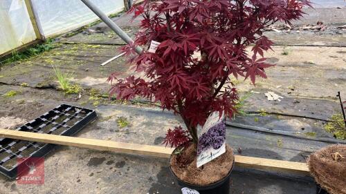 1 ACER PALMATUM TWOMBLYS 'RED SENTINEL'