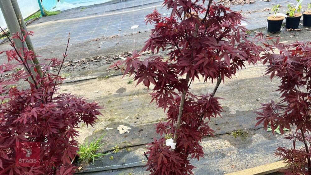 1 ACER PALMATUM TWOMBLYS 'RED SENTINEL'