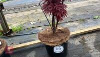 1 ACER PALMATUM TWOMBLYS 'RED SENTINEL' - 2