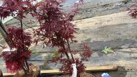 1 ACER PALMATUM TWOMBLYS 'RED SENTINEL'