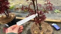 1 ACER PALMATUM TWOMBLYS 'RED SENTINEL' - 2