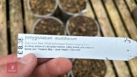 7 POLYGONATUM MULTIFLORUM PLANTS - 4