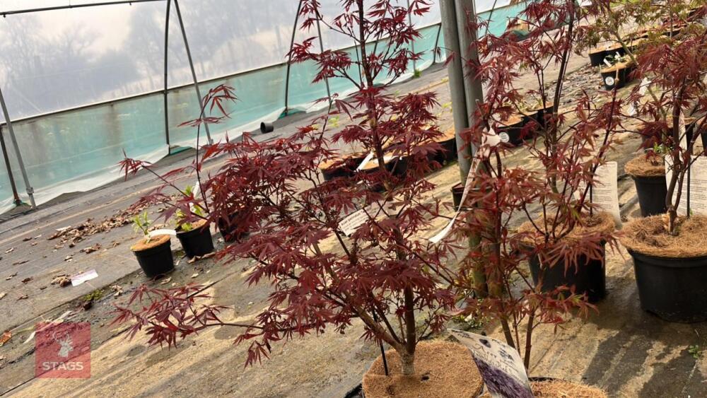 2 ACER PALMATUM TWOMBLYS 'RED SENTINEL'