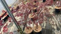 2 ACER PALMATUM 'FIRECRACKER' TREES