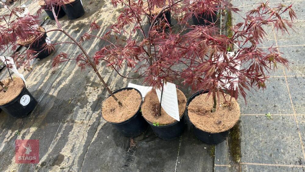 3 ACER PALMATUM 'FIRECRACKER' TREES