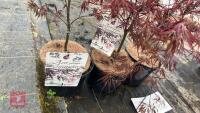 3 ACER PALMATUM 'FIRECRACKER' TREES - 2