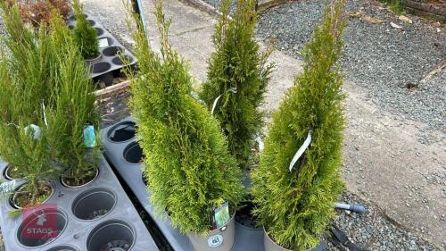 3 THUJA 'SMARAGED' EVERGREENS