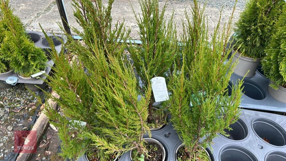 6 JUNIPERUS 'BLUE ARROW' EVERGREENS