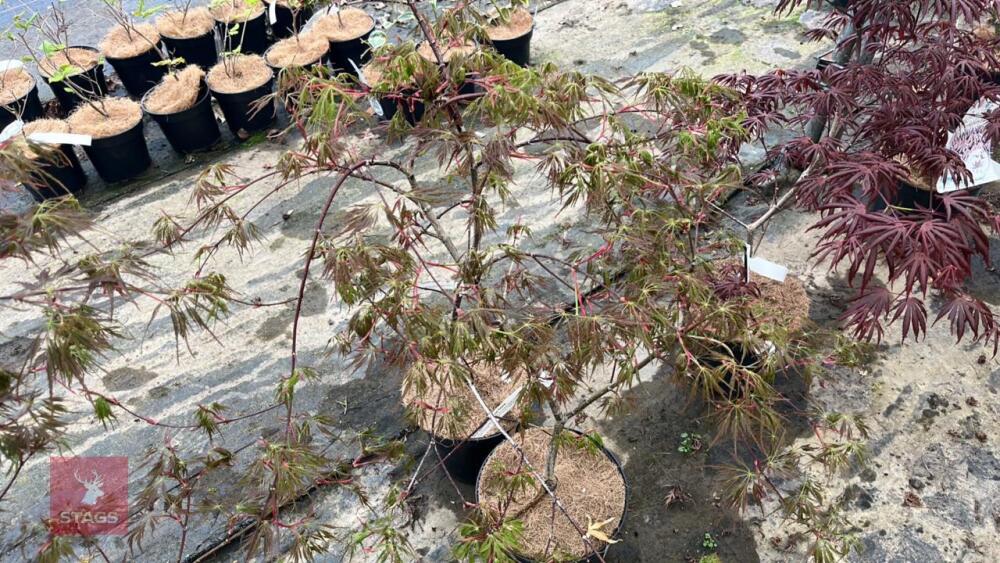 2 ACER PALMATUM 'EMMA' TREES