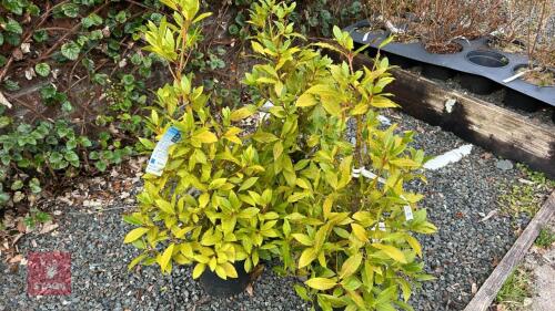 3 LAURUS NOBILIS PYRAMID TOPIARY