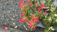 6 PIERIS 'FOREST FLAME' - 2