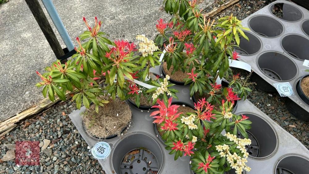 5 PIERIS 'FOREST FLAME'