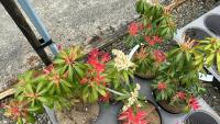 5 PIERIS 'FOREST FLAME' - 3