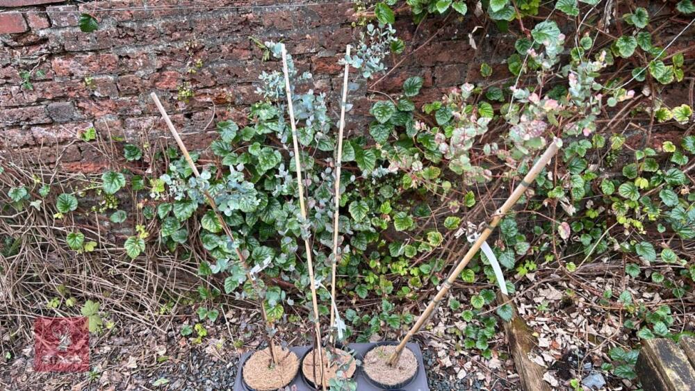 5 EUCALYPTUS GUNNNII TREES